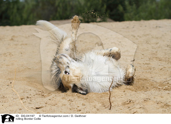 rolling Border Collie / DG-04197