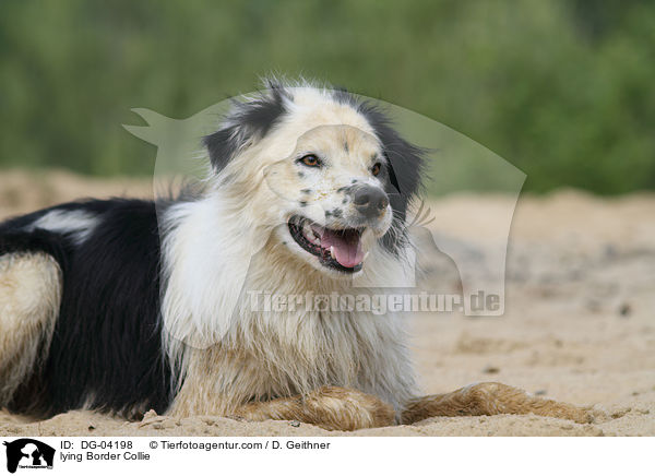 lying Border Collie / DG-04198