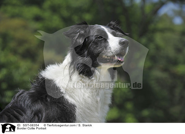 Border Collie Portrait / SST-08354