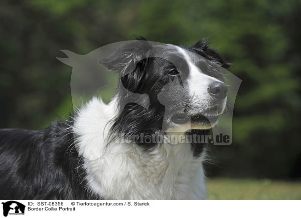 Border Collie Portrait / SST-08356