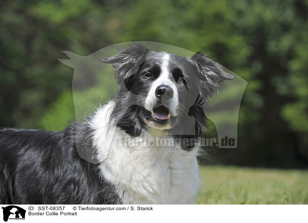 Border Collie Portrait / SST-08357