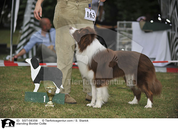 standing Border Collie / SST-08358