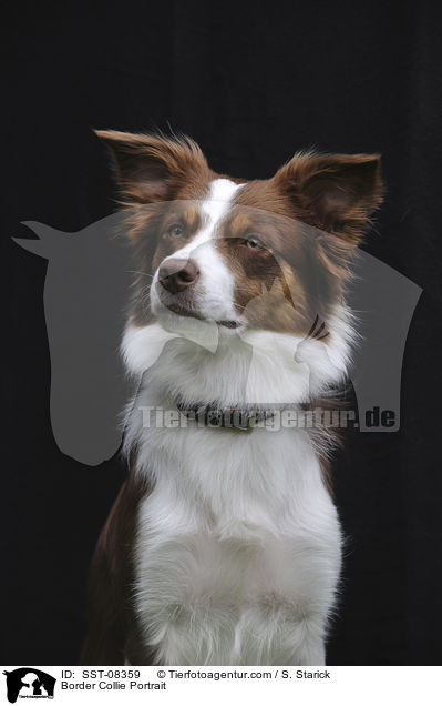 Border Collie Portrait / SST-08359