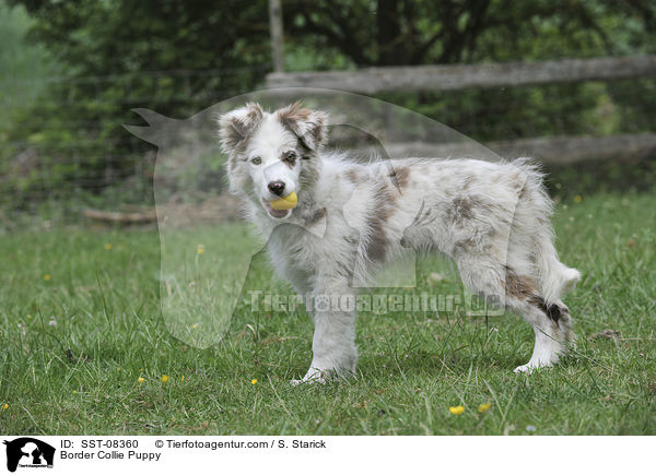 Border Collie Puppy / SST-08360