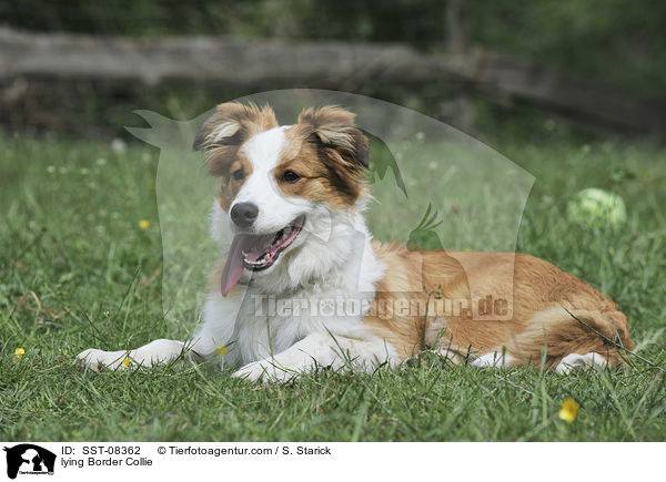 lying Border Collie / SST-08362