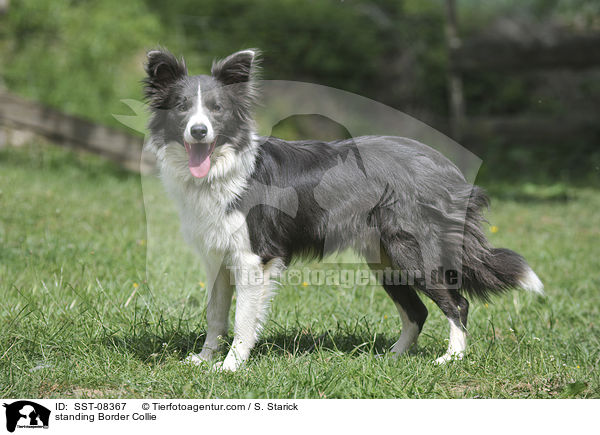 standing Border Collie / SST-08367
