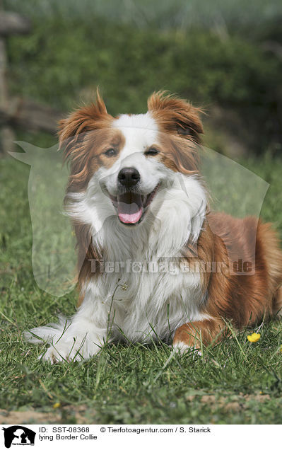 lying Border Collie / SST-08368