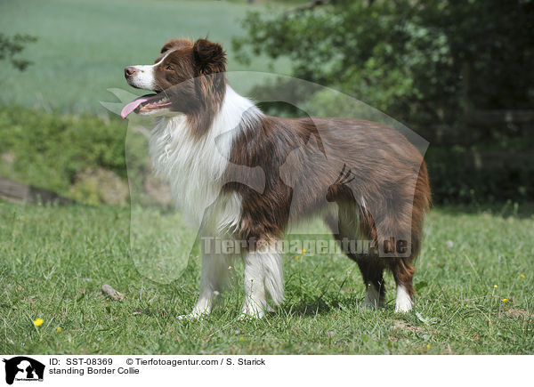 standing Border Collie / SST-08369