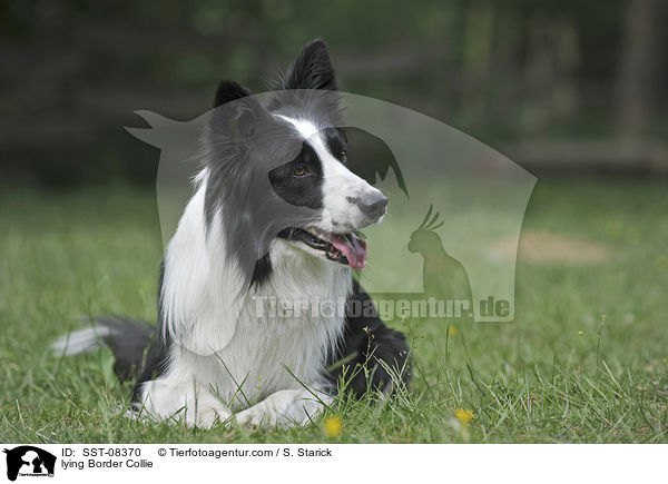 lying Border Collie / SST-08370