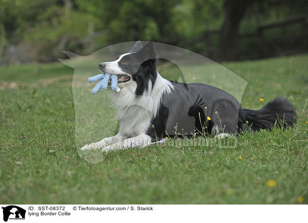 lying Border Collie / SST-08372