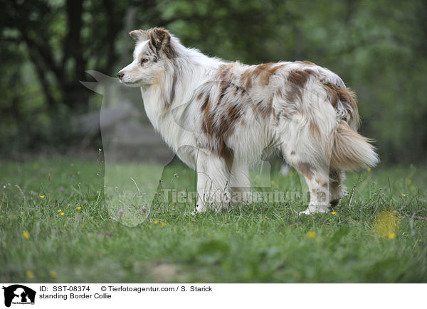 standing Border Collie / SST-08374