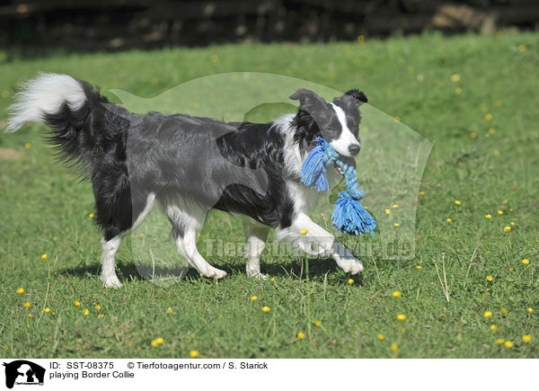 playing Border Collie / SST-08375