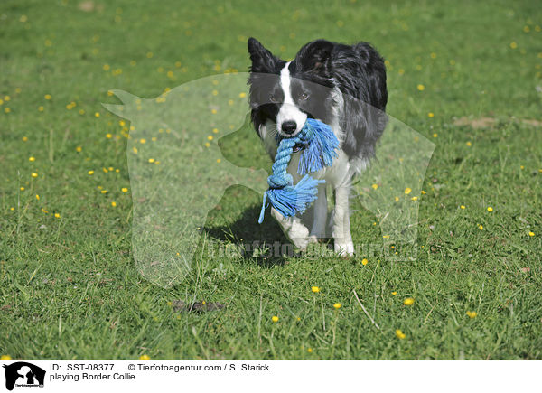 playing Border Collie / SST-08377