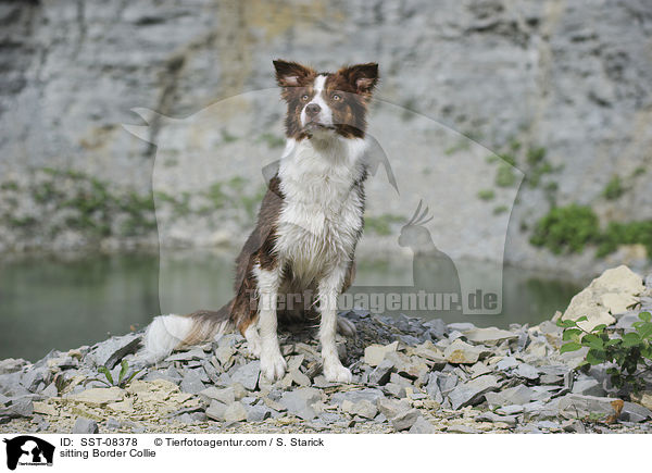 sitting Border Collie / SST-08378