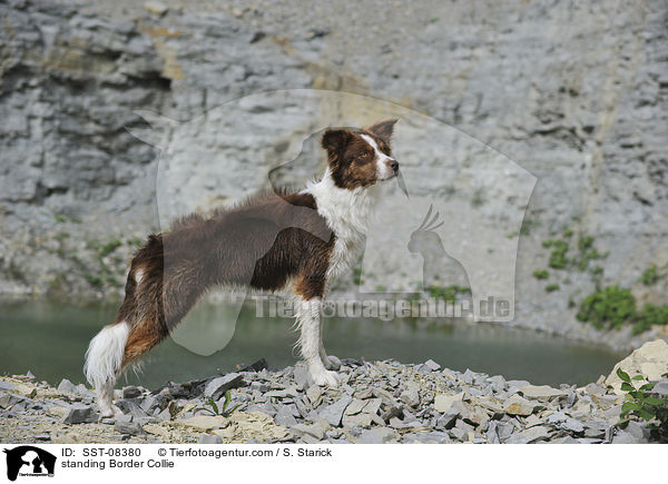 standing Border Collie / SST-08380