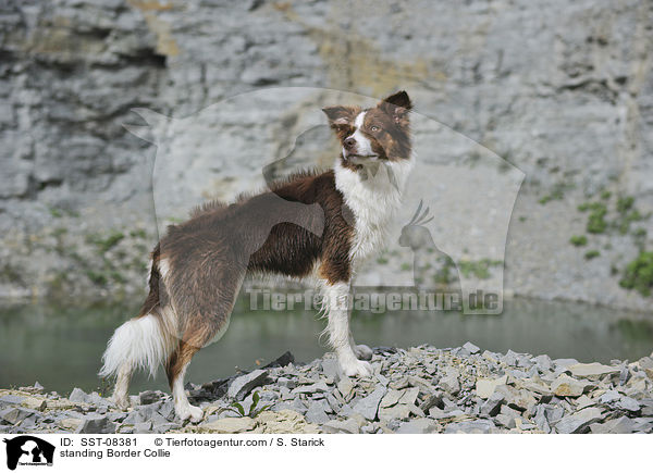 standing Border Collie / SST-08381
