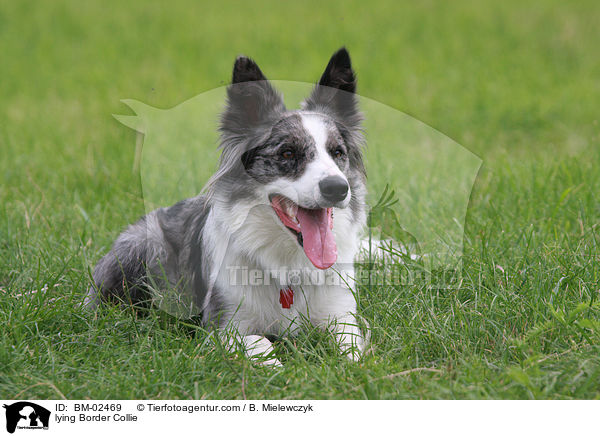 liegender Border Collie / lying Border Collie / BM-02469