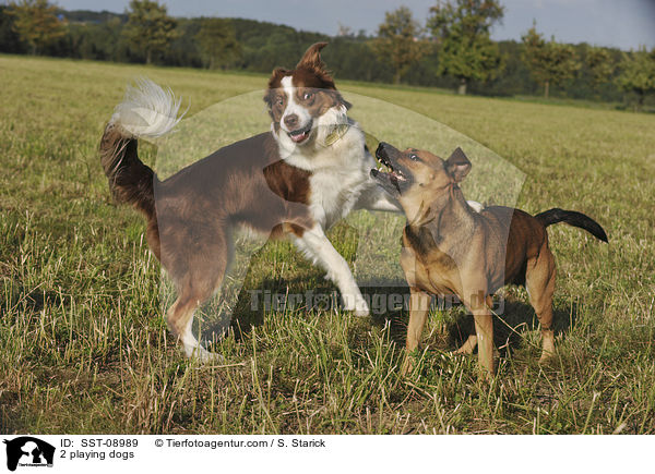 2 playing dogs / SST-08989