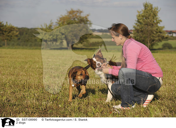 2 Hunde / 2 dogs / SST-08990
