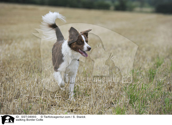 walking Border Collie / SST-08993