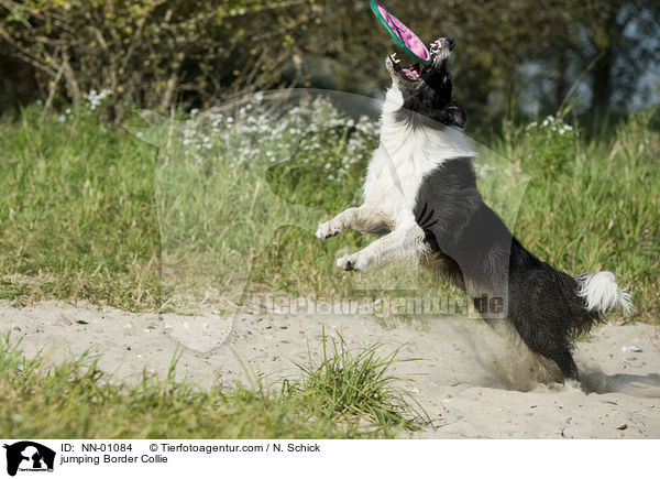 jumping Border Collie / NN-01084