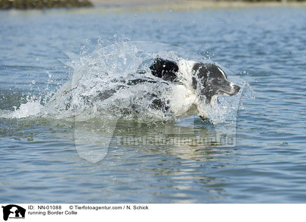 running Border Collie / NN-01088