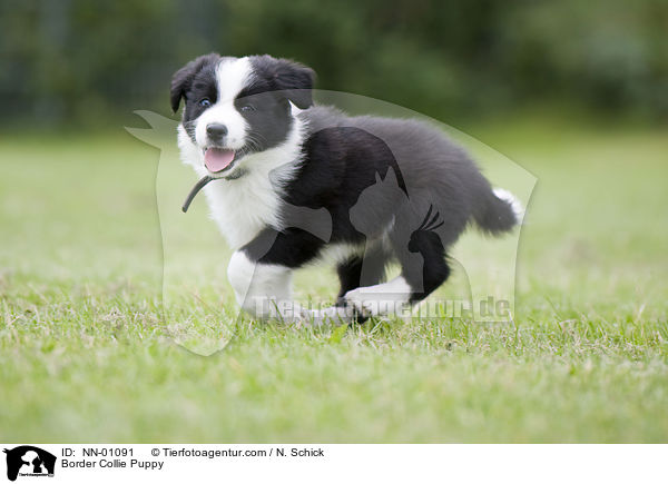 Border Collie Puppy / NN-01091