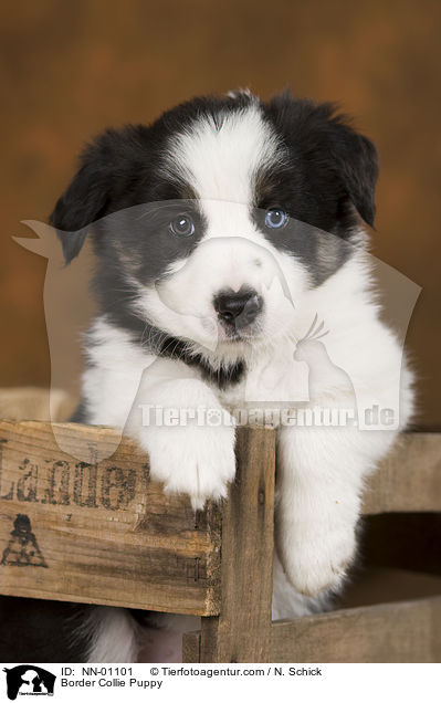 Border Collie Welpe / Border Collie Puppy / NN-01101