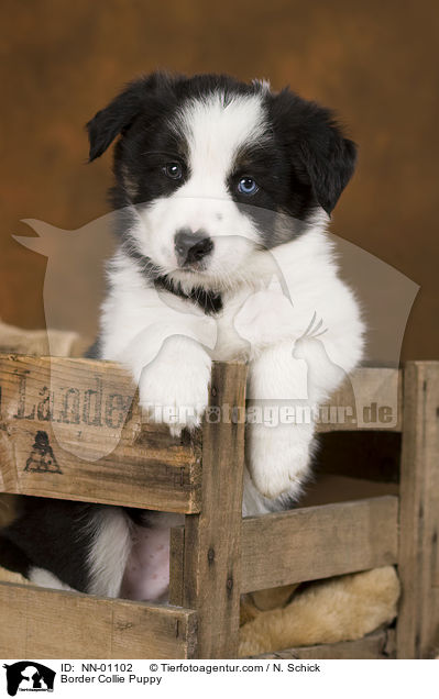 Border Collie Welpe / Border Collie Puppy / NN-01102