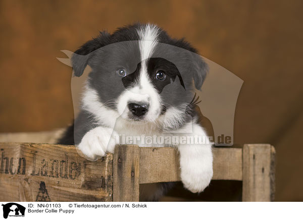 Border Collie Puppy / NN-01103