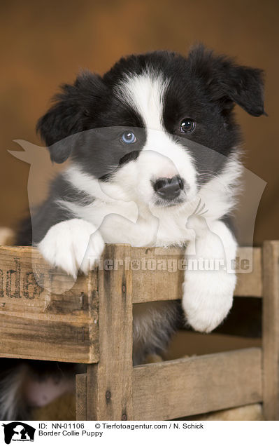 Border Collie Puppy / NN-01106