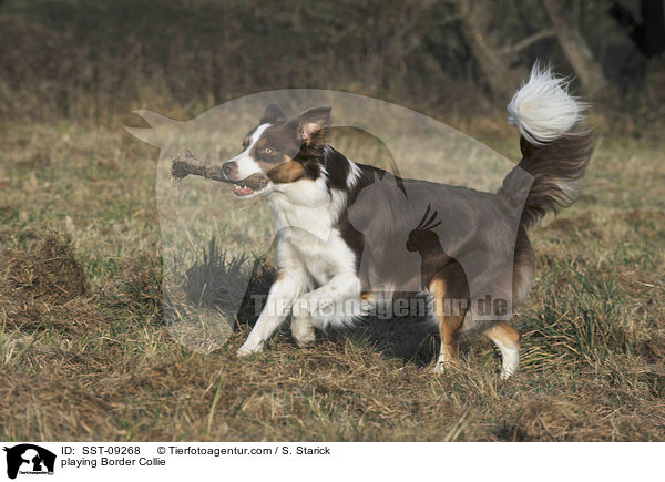 playing Border Collie / SST-09268