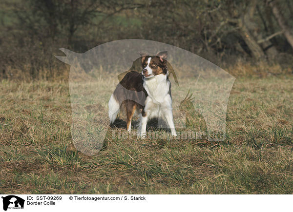 Border Collie / SST-09269