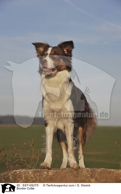 Border Collie / SST-09275