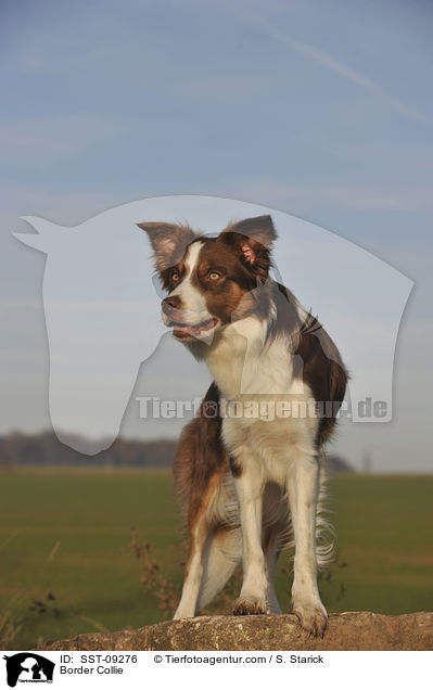 Border Collie / SST-09276