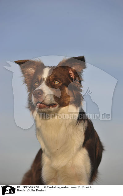 Border Collie Portrait / SST-09278