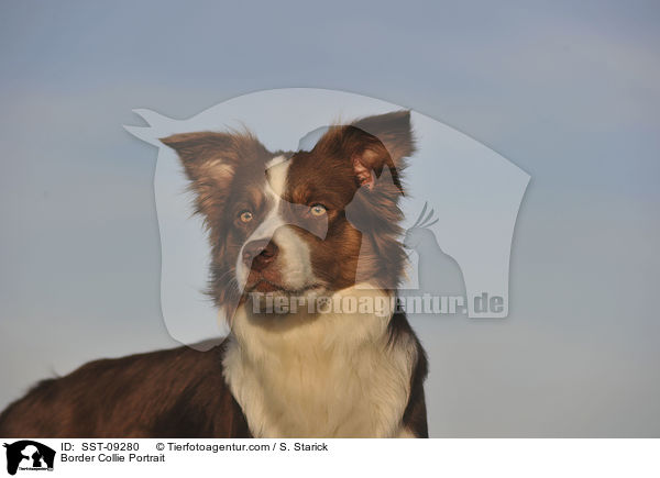 Border Collie Portrait / SST-09280