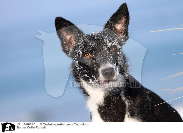 Border Collie Portrait / IF-08380