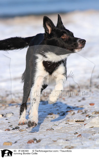 running Border Collie / IF-08390