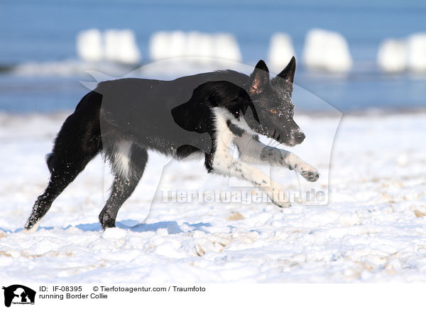 running Border Collie / IF-08395