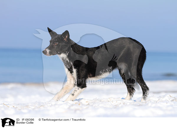 Border Collie / IF-08396