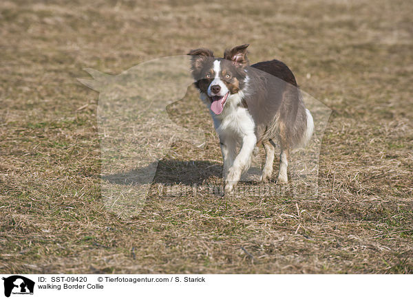walking Border Collie / SST-09420