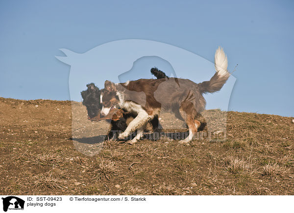 playing dogs / SST-09423