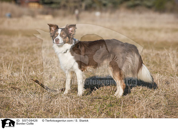 Border Collie / SST-09426