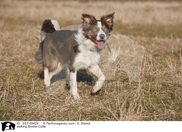 walking Border Collie / SST-09428