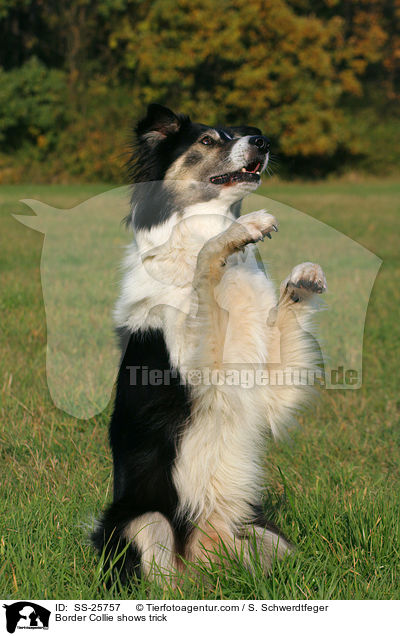 Border Collie macht Mnnchen / Border Collie shows trick / SS-25757