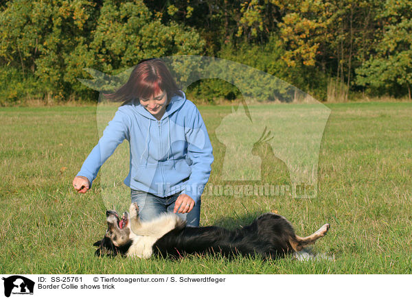 Border Collie shows trick / SS-25761