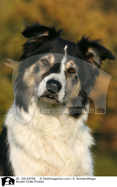Border Collie Portrait / SS-25788