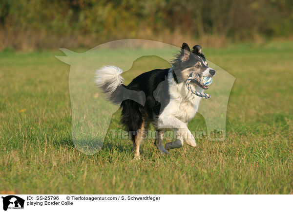 spielender Border Collie / playing Border Collie / SS-25796