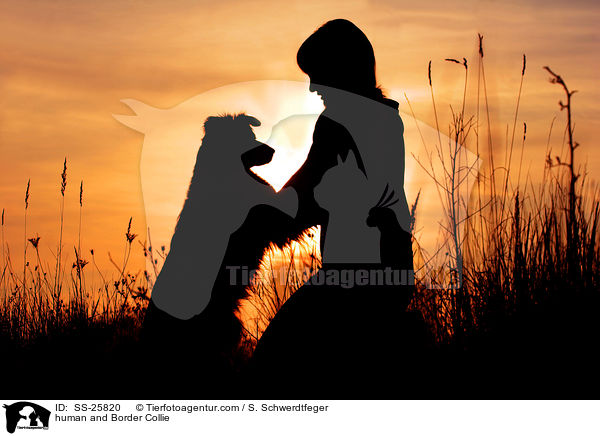 Mensch und Border Collie / human and Border Collie / SS-25820